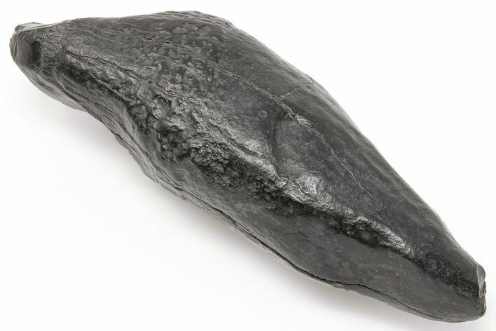 Fossil Sperm Whale (Scaldicetus) Tooth - South Carolina #198783